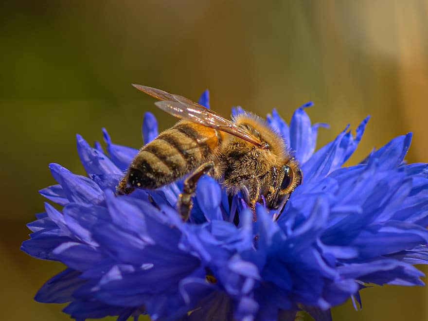 пчела, насекомо, буболечка, крила, цветен прашец, нектар, природа, цвете, растение, диво цвете, градина