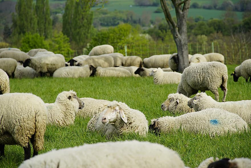 Peace On Earth, Meditation, Rest, Meadow, Sheep, Livestock, Landscape, Peace, Mammal, Agriculture, Green