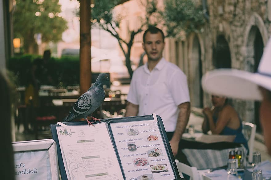 птица, ресторан, меню, обеденный, голубь, взгромоздился, Средиземное море, люди, Хорватия