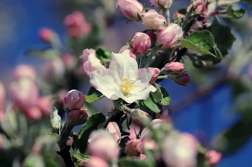 æbleblomst, æbletræ, forår, blomstre, flor, afdeling, æbletræ blomster, have, natur, forårsbloem, Kernefrugtfamilie