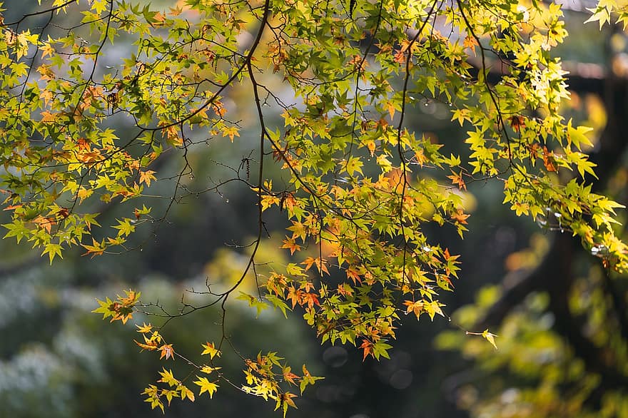 японский клен, листья, дерево, Acer Palmatum, желтые листья, листва, ветви, завод, Флора, природа, дендрарий