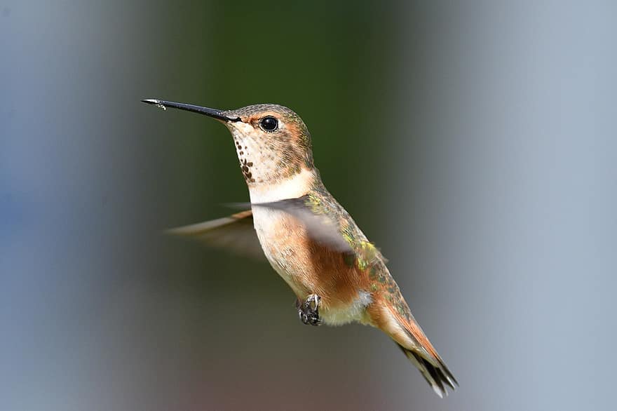 Kvinne Rufous Hummingbird, flygning, hummingbird, nebb, vinger, flygende fugl, ave, avian, ornitologi, fugletitting, dyr