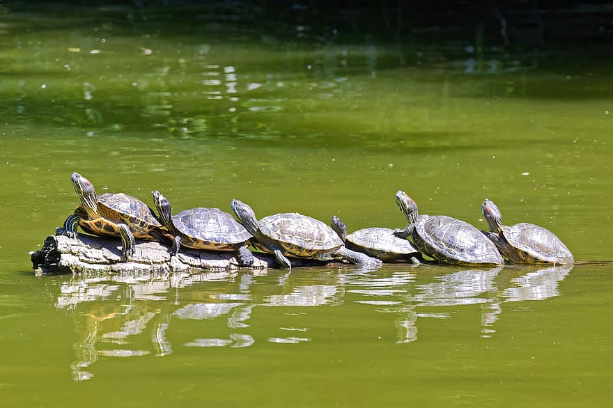 черепахи, рептилии, деревянный бревно, семья, группа, ракушки, Панцири черепахи, отражение, отражение воды, пруд, зеркальное отображение