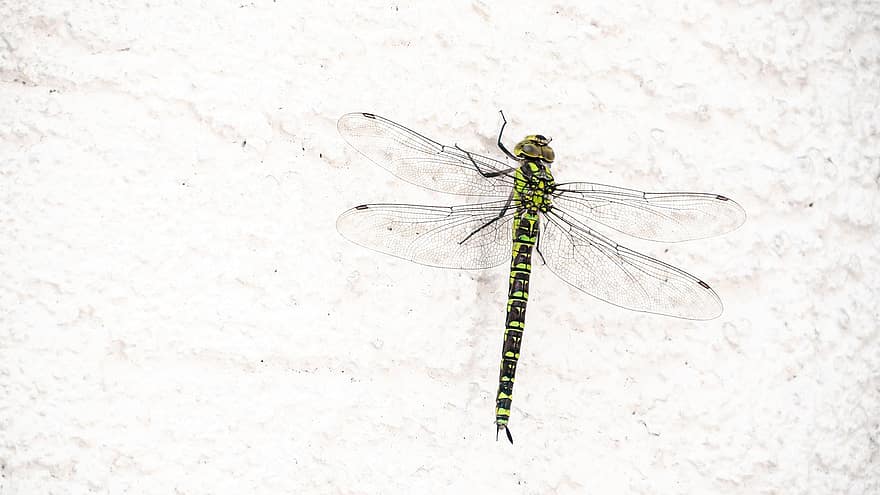 Southern Hawker Dragonfly, dragonfly, insekt, Blue Hawker Dragonfly, hawker dragonfly, aeshna cyanea, natur, nærbilde, makro, dyrfløyen, flying