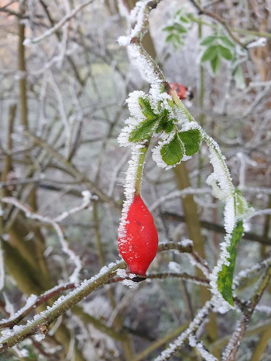 Rose Hip, Plant, Fruit, Frost, Leaves, Nature