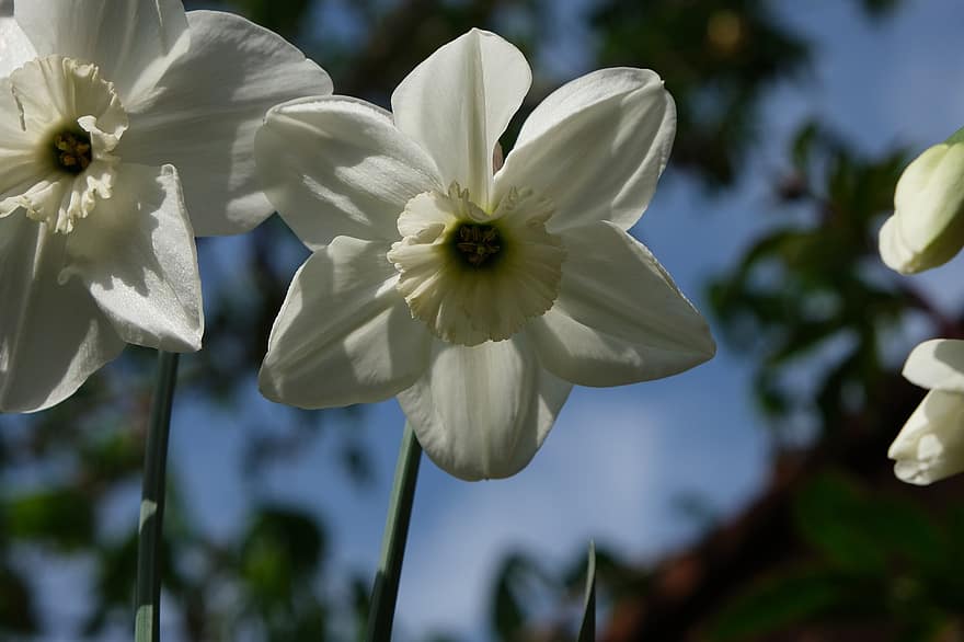 bílá květina, narcis, okvětní lístky, Příroda, květ, jaro