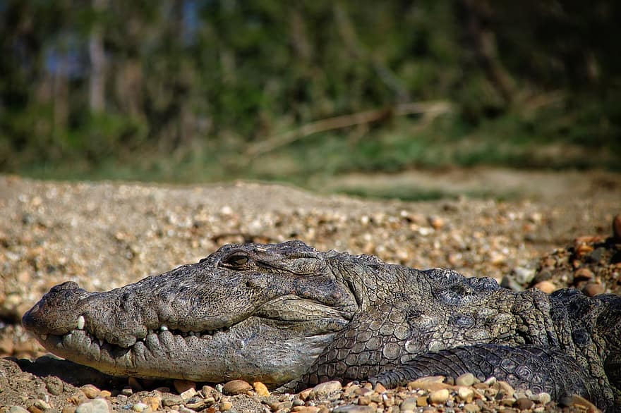 krokodille, alligator, dyreliv, farlig, dyr i naturen, reptil, vann, fare, nærbilde, sump, Afrika
