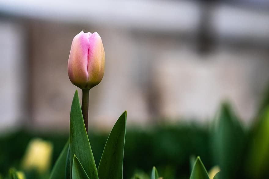 tulipán, flor, pétalos, floreciente, cierne, flora, floricultura, horticultura, botánica, naturaleza, planta