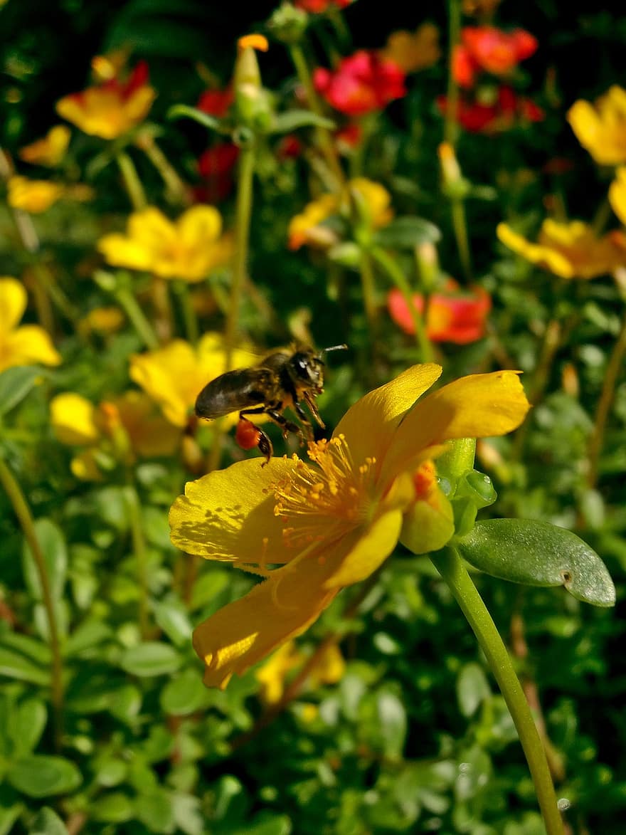 blomst, bestøvning, bi, honning, insekt, have, botanik, forår, natur, tæt på, sommer