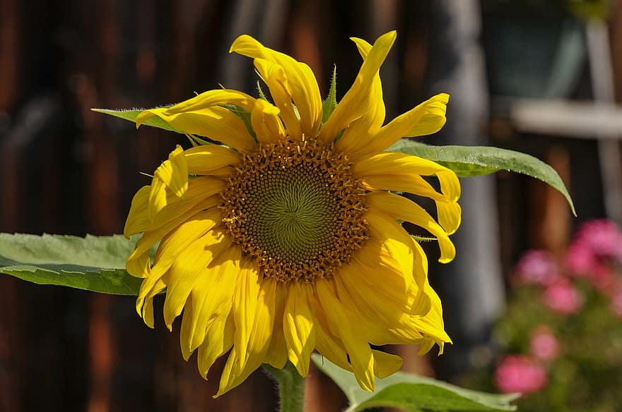 слънчоглед, цвете, жълто цвете, листенца, жълти венчелистчета, разцвет, цвят, флора, растение