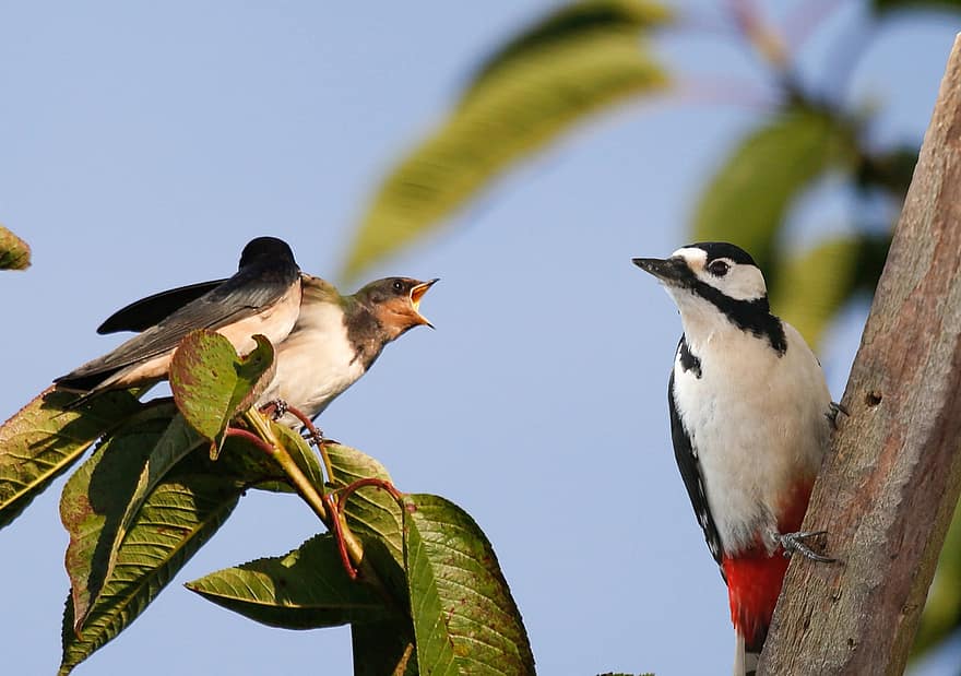 Birds, Swallows, Pair, Feathers, Beaks, Plumage, Aves, Avian, Ornithology, Birdwatching, Animals