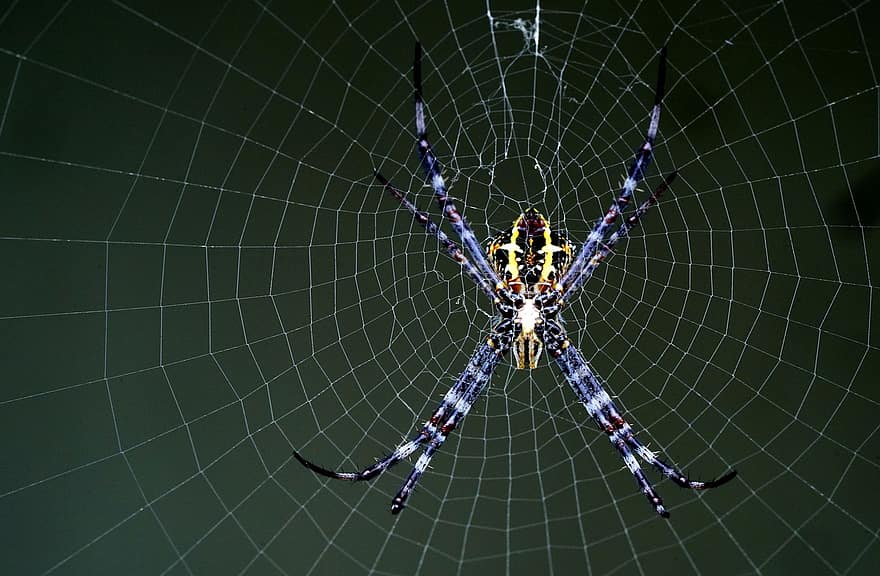 zirneklis, arachnid, zirnekļa tīkls, tīmeklī, orb, audējs, kukaiņi, kļūda, arachnofobija, raksturs, savvaļas dzīvnieki