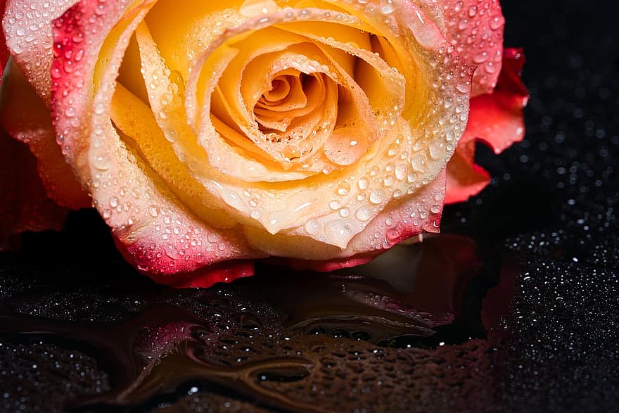 růže, květ, mokré, rosa, kapky rosy, odkapávat, kapka vody, růží, růže květ, rostlina, detailní