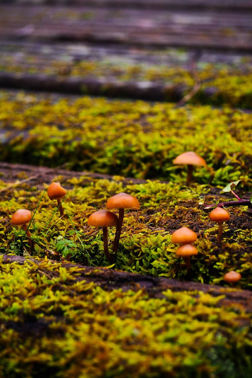 Mushrooms, Moss, Wood, Plant, Country, Field, Moisture, Agaricaceae