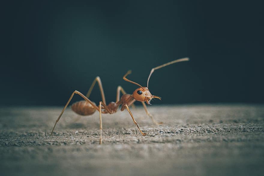 fourmi, insecte, entomologie, fermer, macro, petit, arthropode, feuille, antenne animale, travail en équipe, animaux à l'état sauvage