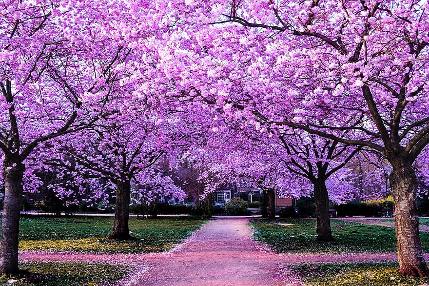 Flowers, Trees, Pathway, Cherry Blossoms, Petals, Park, Floral