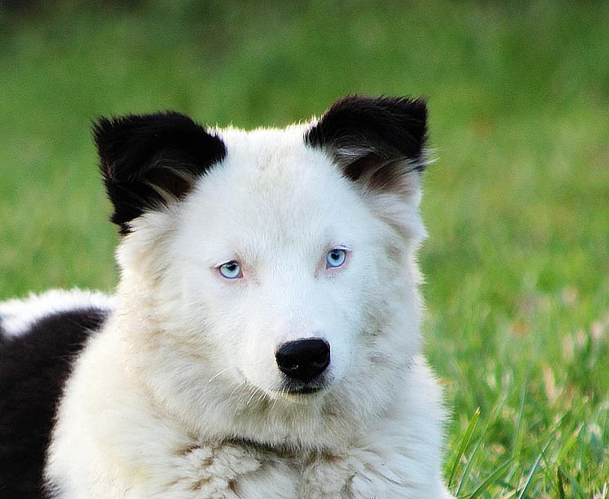 Yakutian Laika, gos, mascota, cara, cap, animal, gos domèstic, gos de trineu, raça, caní, mamífer