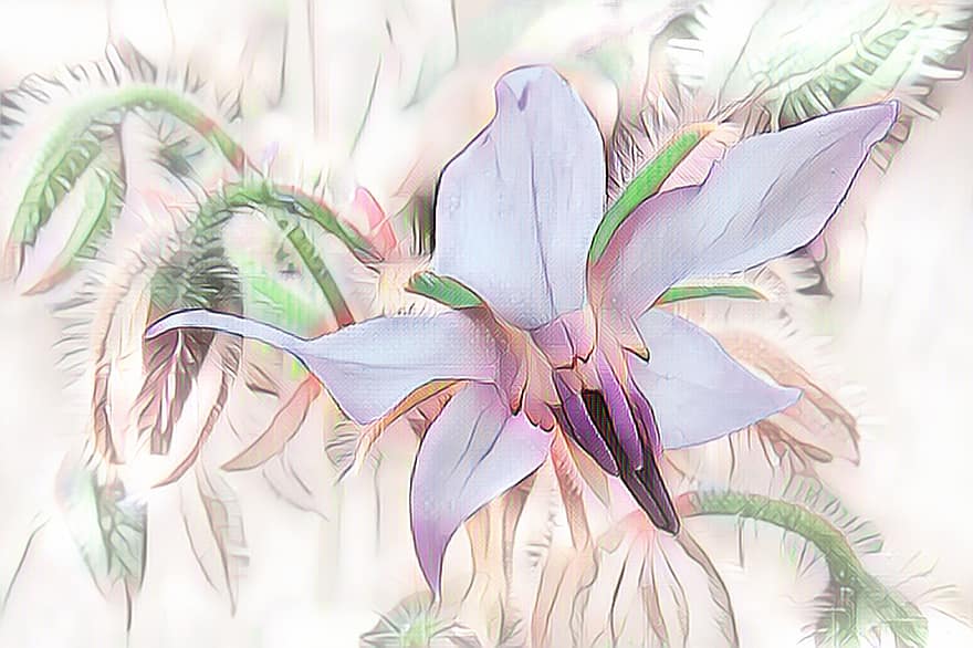 Borage, Digital Painting, Pastel, Blossom, Bloom, Cucumber Herb, Aromatic, Culinary Herbs, Herbs, Nature, Herb