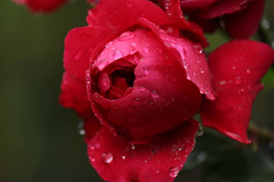Rose, rouge, des gouttes de rosée, rosée, les gouttelettes d'eau, rose rouge, fleur, fleur rouge, pétales rouges, pétales, pétales de rose