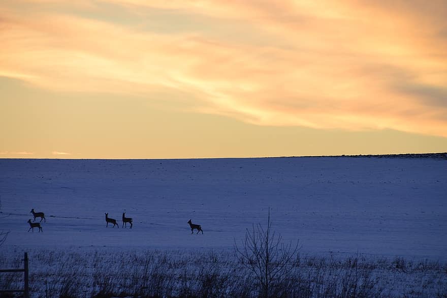 Winter, Deer, Field, Snow Field, Snow, Horizon, Sky, Sunset, Dusk, Twilight, Snowy