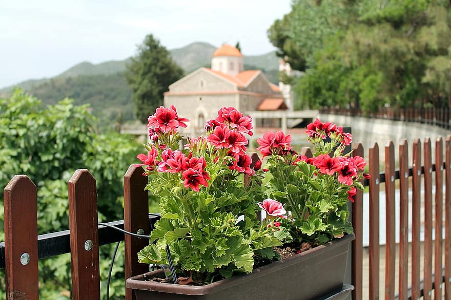 цветя, петунии, Кипър, село, години, църква, природа, разцвет, Агрос, ограда
