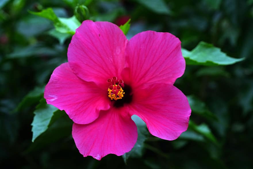 hibisco, flor, hibisco rosa, pétalas, pétalas cor de rosa, Flor, flora, plantar
