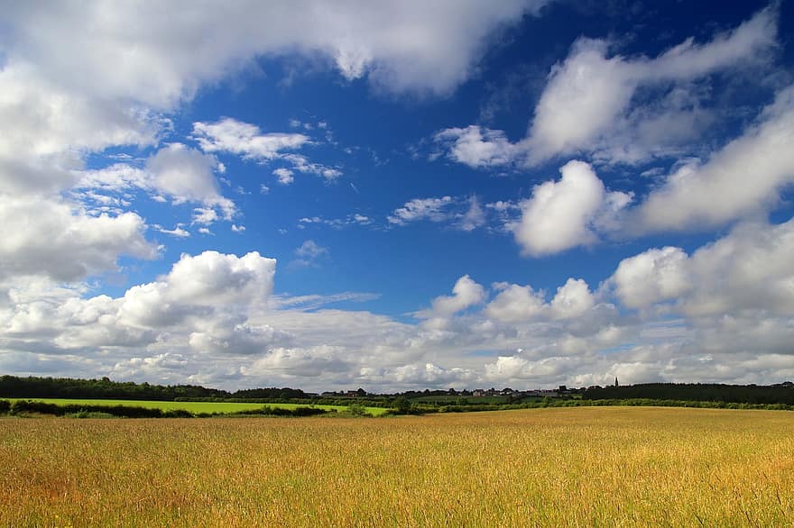 Field, Pasture, Meadow, Grassland, Clouds, Cumulus, County Durham, Outdoors