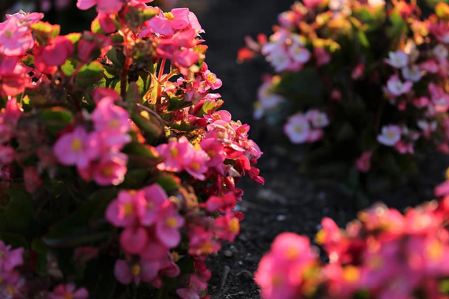 ベゴニア、フラワーズ、工場、ピンクの花、花びら、咲く、ブッシュ、自然、夏
