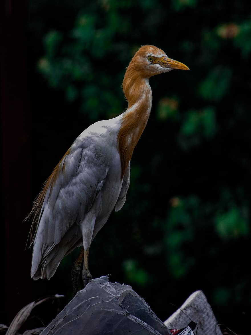 Bird, Cattle Egret, India, Wildlife, Avian