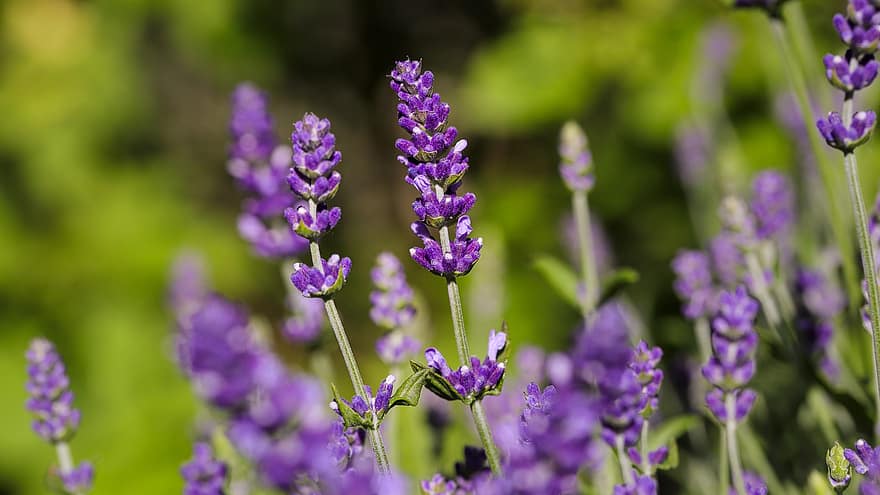 lavender, ungu, bunga-bunga, violet, musim panas, Rempah, keharuman, bunga lavender