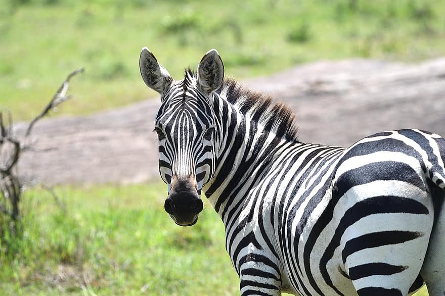 zebra, dzīvnieku, maasai mara, līdzenums zebra, equus quagga, Equus Burchellii, zīdītāju, Āfrika, dzīvniekiem savvaļā, safari dzīvnieki, svītrains