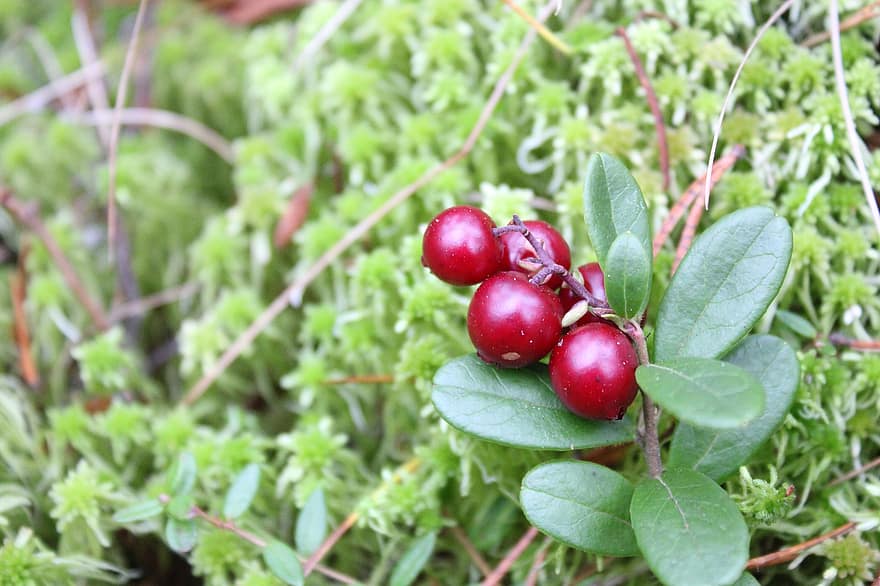 lingonberries, Perdius, Nabius de muntanya