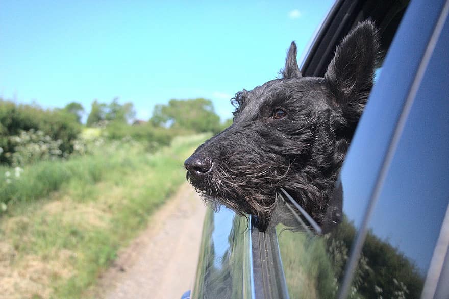 gos, cotxe, finestra, mascota, animal, bonic, llengua