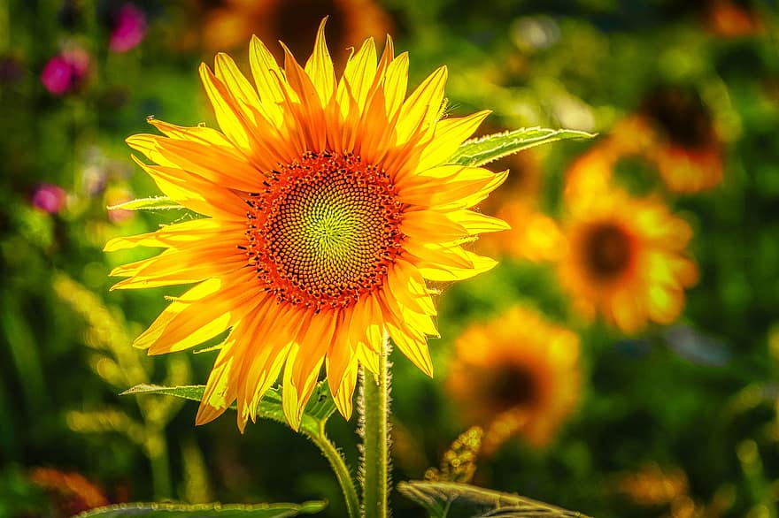 слънчоглед, цвете, растение, листенца, жълто цвете, разцвет, цвят, флора, ярък, лято, цветно поле