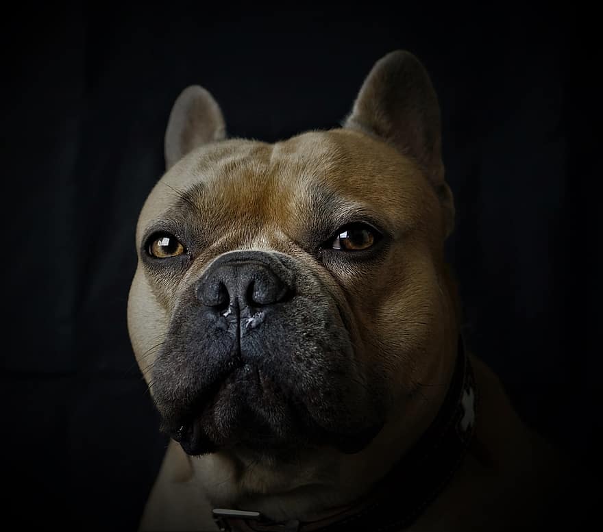 Franse bulldog, hond, portret, dierenportret, zwarte achtergrond, donker, beige, vacht, gezicht, oren, ogen