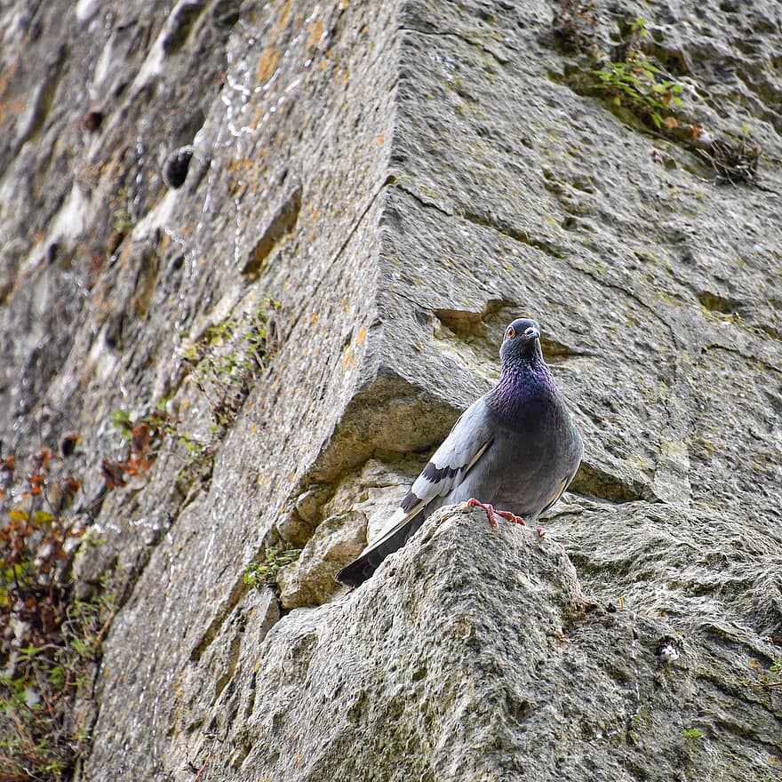 Pigeon, Bird, Perched, Animal, Wall, Perched Bird, Perched Pigeon, Concrete Wall, Ave, Avian, Ornithology