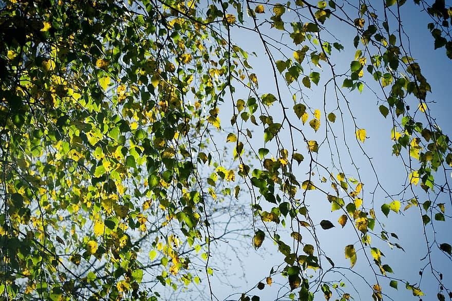 blade, træ, birk, natur, ødemark, udendørs, blad, gul, efterår, sæson, afdeling