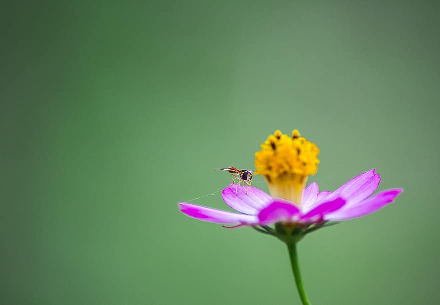 albină, insectă, floare, cosmos, polenizare, petale, plantă, grădină, natură, a închide, vară