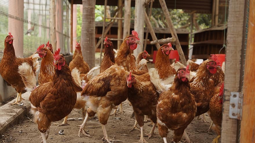 кокошки, птици, домашни птици, кокошарник, пилета, слоеве, животни, ограда за добитък, ферма, пиле, птица