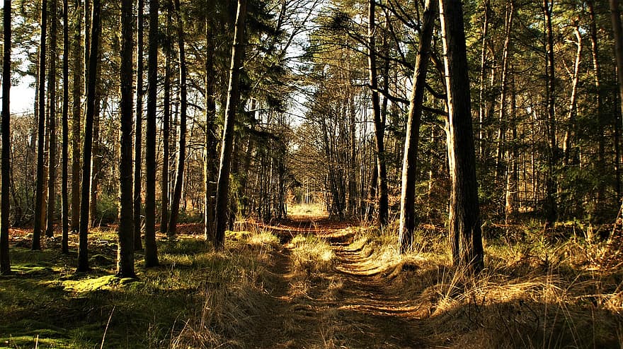 rừng, cây, con đường, đi lang thang, gỗ, hoang vu, ngoài trời, phong cảnh, lối đi bộ, cảnh nông thôn, Mùa