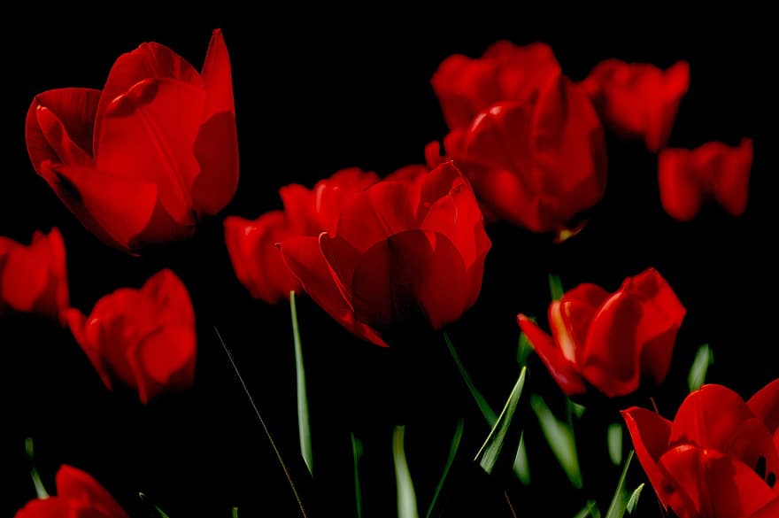 тюльпани, квіти, червоний, червоні тюльпани, червоні квіти, червоні пелюстки, цвітіння, флора, квітникарство, садівництво, ботаніка