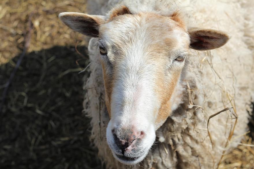 cừu, thú vật, chăn nuôi, động vật có vú, nông trại, Vải, đôi mắt, cái đầu, quái thú, sự gần gũi, cảnh nông thôn