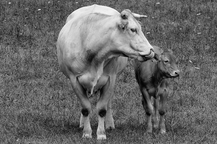 Cow, Calf, Farm, Pasture, Cattle, Nature, Animals, Livestock, Grass, Prairie