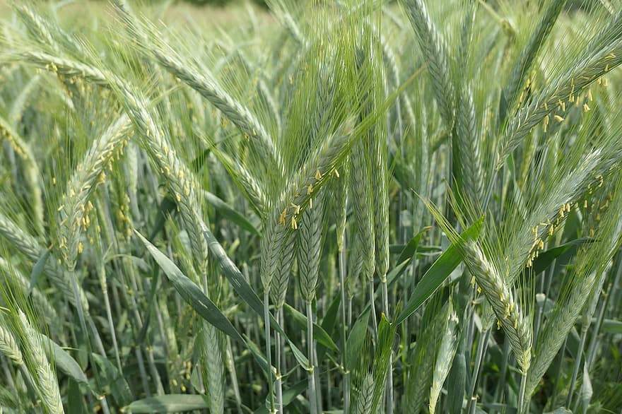 Barley, Plants, Field, Crop, Spikelets, Farm, Plantation, Agriculture, Cultivation, Barley Field, Rural