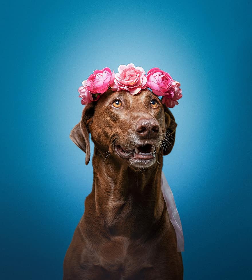 hund, blomster, portrett, kjæledyr, dyr, canine, blomsterkrone, rasehunden, søt, husdyr, valp