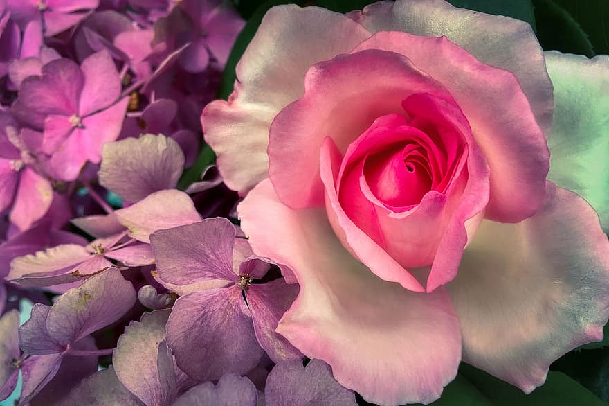 rosa, amor, flor, casament, naturalesa, aniversari, florir, dia de Sant Valentí, romanç, flor de roses, planta