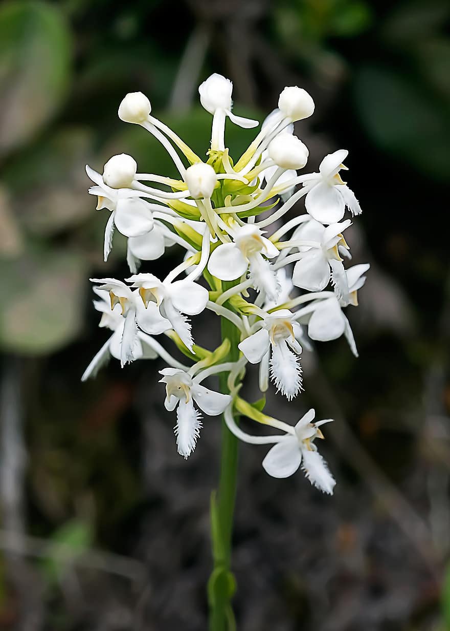 Блатна орхидея с бели ресни, орхидеи, цветя, бели цветя, растение, диви цветя, разцвет