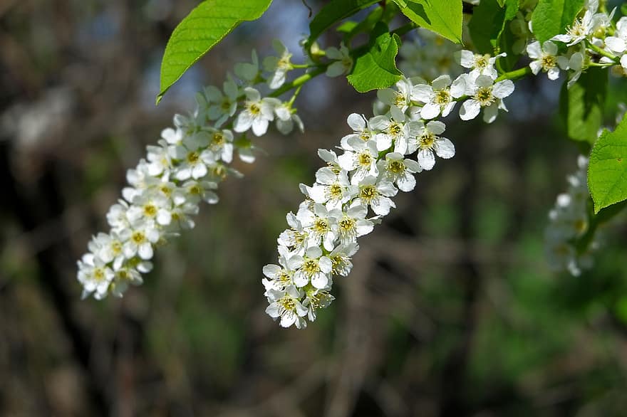 Bird Cherry Tree, blomster, hvite blomster, inflorescence, blomstre, blomst, flora, natur, vårblomster