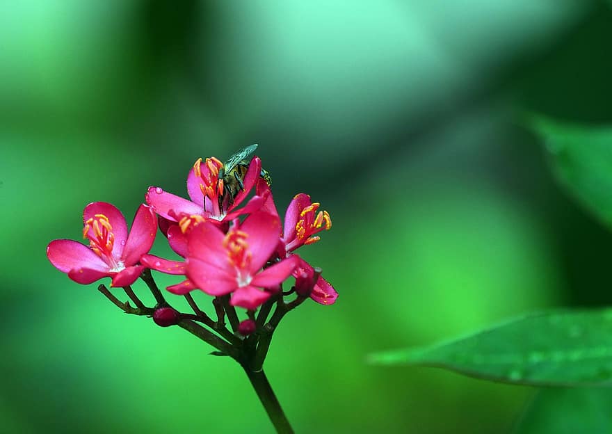 цветок, Ятрофа пандурифолистная, насекомое, пчела, Флора