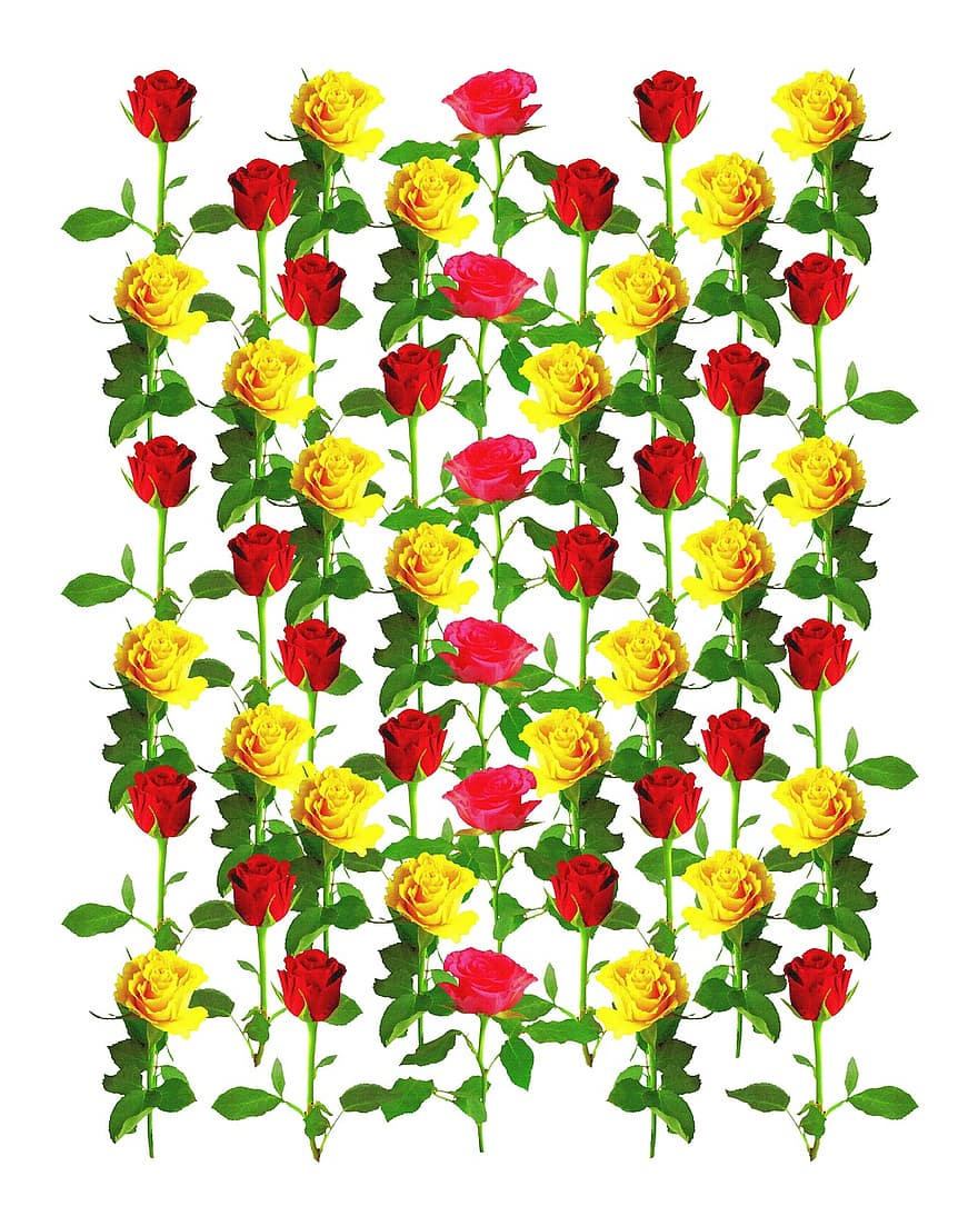 roos patroon, rozen, achtergrond afbeelding, romance, bloem, Valentijnsdag, romantisch, bloemen, rose bloei, kleurrijk, kleur
